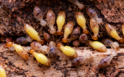 Termites Extermination