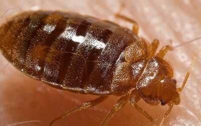 Bed Bug Extermination