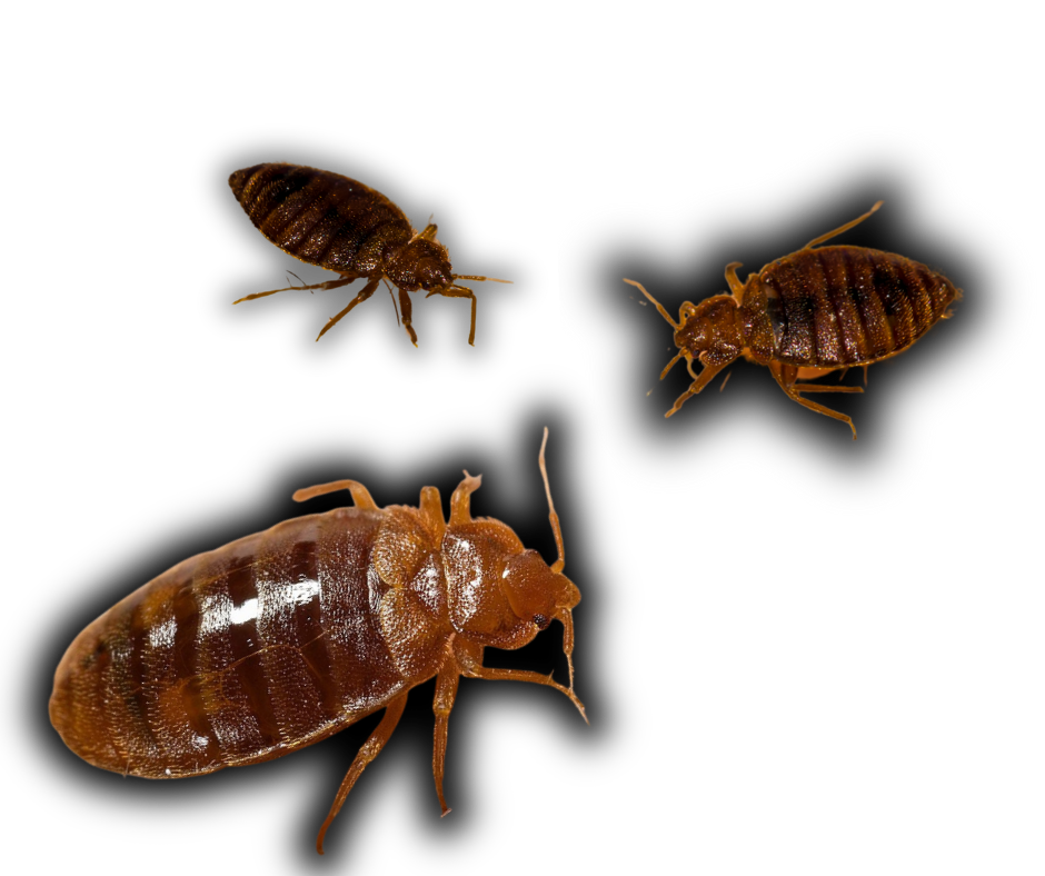 Bed Bug Extermination