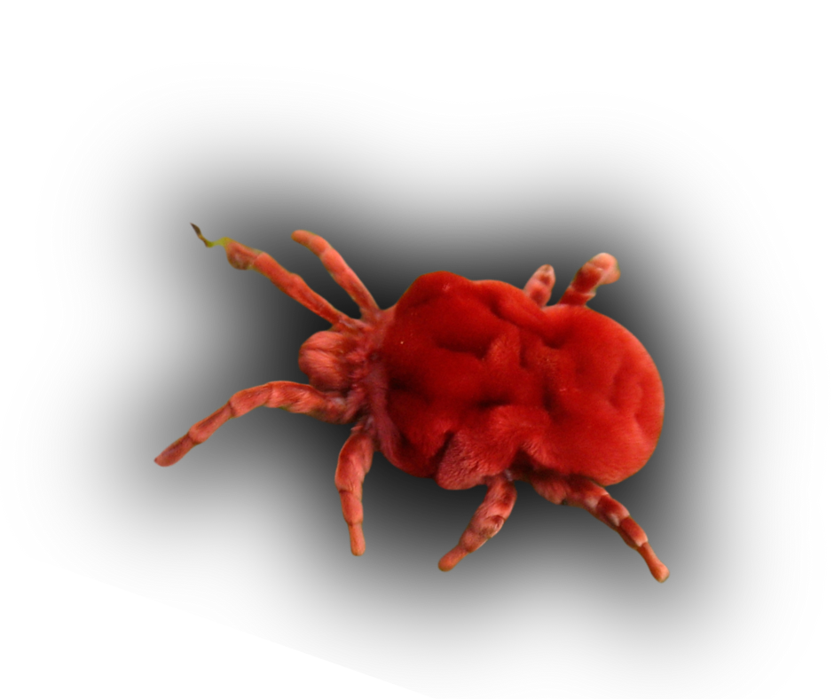 Chigger Extermination