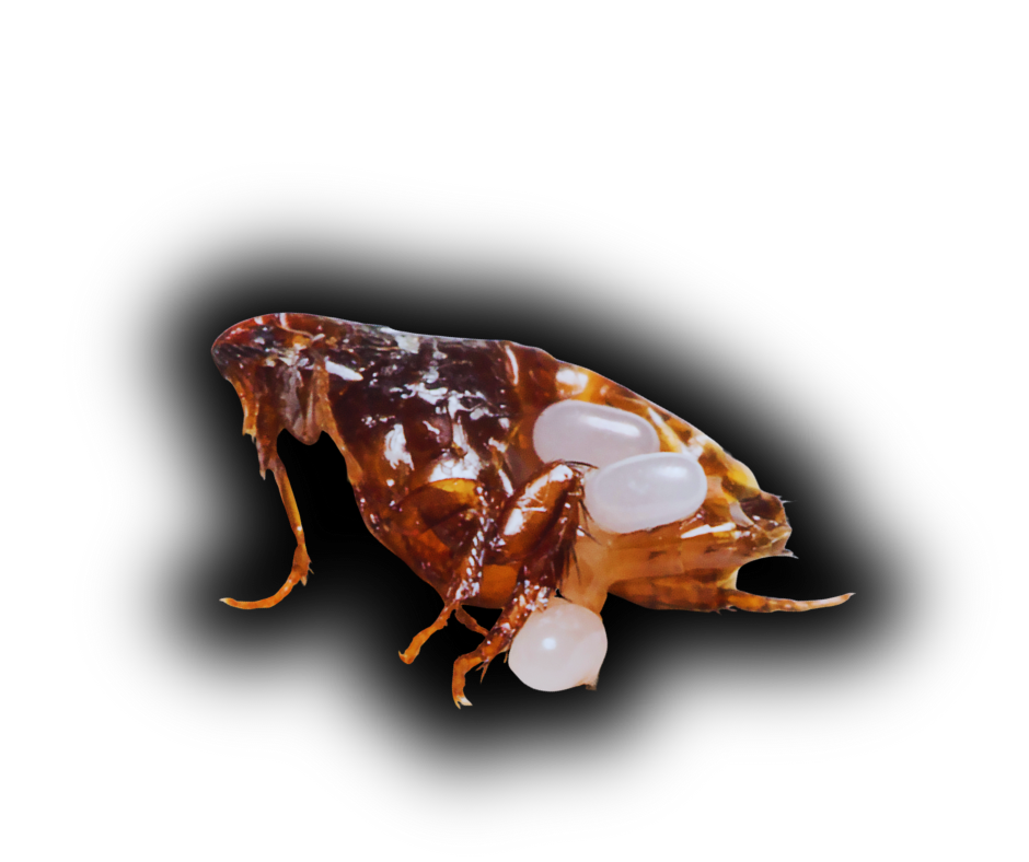 Flea Extermination