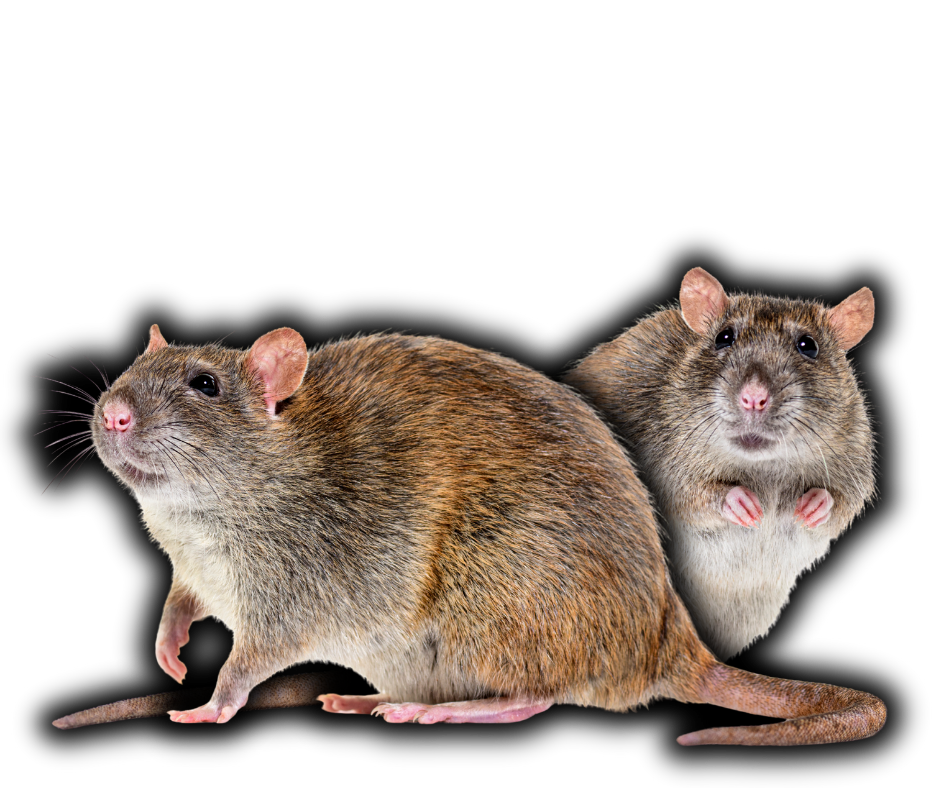 Rodent Control