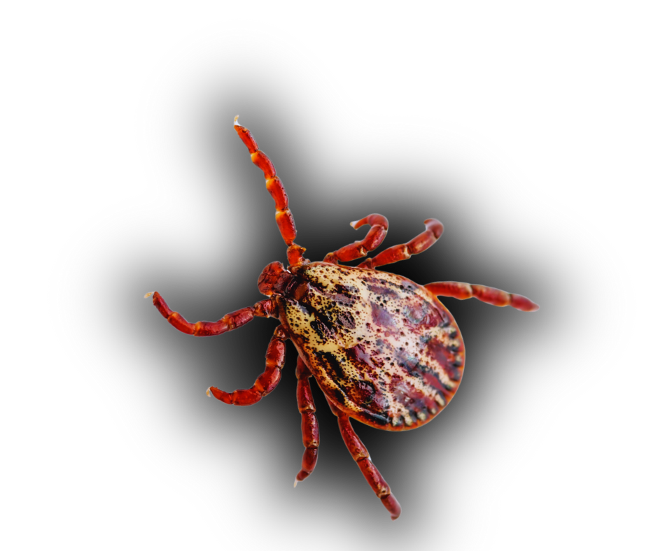 Tick Extermination